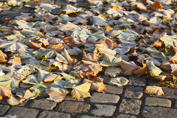 mit Raureif überzogenes verfärbtes Herbstlaub, Straßenpflaster