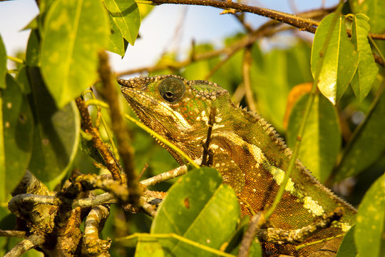 Panther Chameleon, Furcifer Pardalis, the leaves of the tree, Madagascar