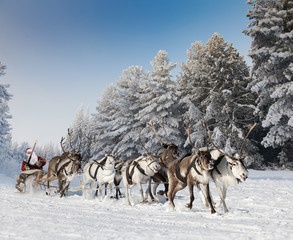 Santa Claus and his reindeer in forest - obrazy, fototapety, plakaty