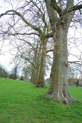 Fototapeta premium dry trees