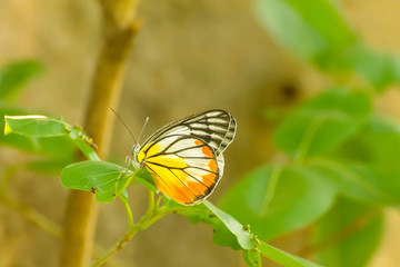 Butterfly in nuture, its makes a refreshing feeling.