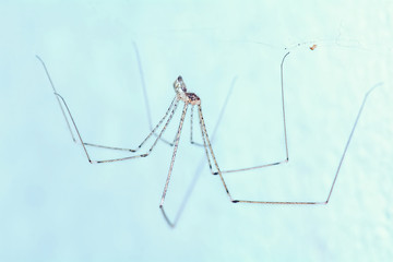 Spider waiting to eat insects in the under fluorescent light.