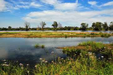 The river bank on a sunny summer day.