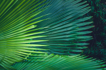 Naklejka premium Palm leaves dark green background