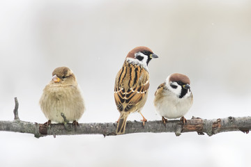 Funny little birds, the sparrows sitting on a branch in winter