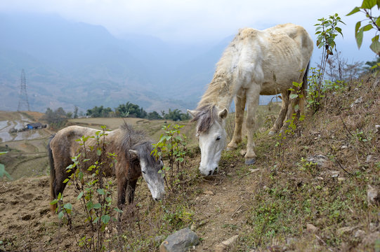 horse sick