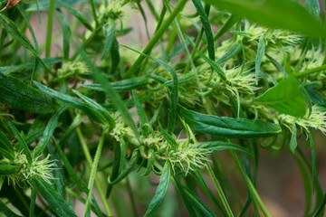 green marijuana plant