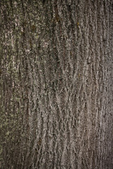 Old linden tree bark texture in nature
