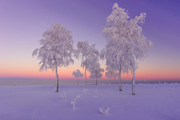 trees in frosty evening. Russian winter landscape.