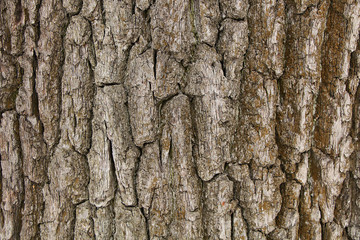 The texture of a thick tree bark