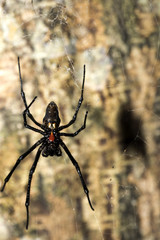 big spider on the network Madagascar
