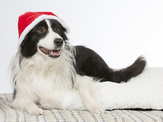 Christmas dog. The dog is wearing a Christmas hat and the breed is border collie.