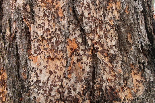 The texture of a thick tree bark