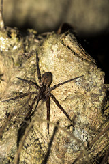 big spider on the network Madagascar