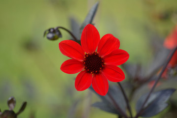 Dahlia rouge à fleur simple en été, parc floral Paris