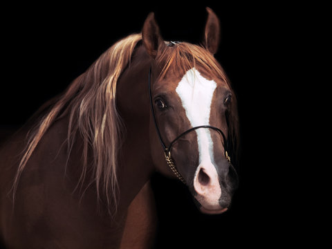 portrait od adult arabian stallion at black background