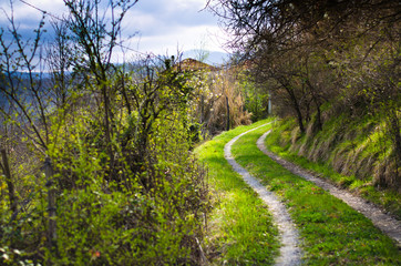 Fototapeta na wymiar a road surrounded by greenery