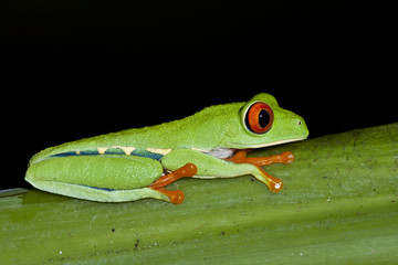Rana arborícola de ojos rojos