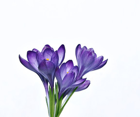 Violet flowers of crocus isolated
