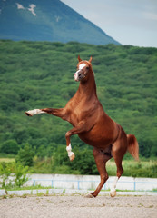 arabian chestnut stallion rearing. at mountain background