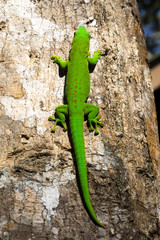Phelsuma madagascariensis Madagascar day gecko on the tree Madagascar