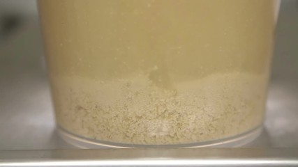 Fermentation of beer yeast