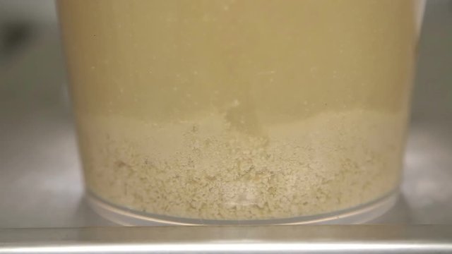 Fermentation of beer yeast