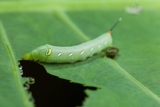 Caterpillar eating green plant with dung.