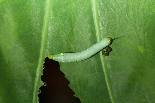 Caterpillar eating green plant with dung.