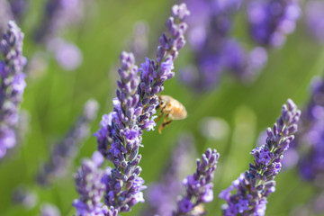 Blurred summer background of  lavender flowers with bee , soft focus / Lavender Field in the summer / lavender flowers