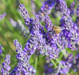 Blurred summer background of  lavender flowers with bee , soft focus / Lavender Field in the summer / lavender flowers
