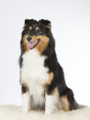 Shetland sheepdog portrait. Image taken in a studio.