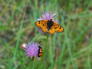 Melitaea didymoides butterfly