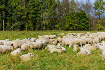 Flock of sheep grazing.  sheep in meadow.