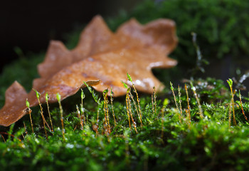 Moss after rain on forest floor