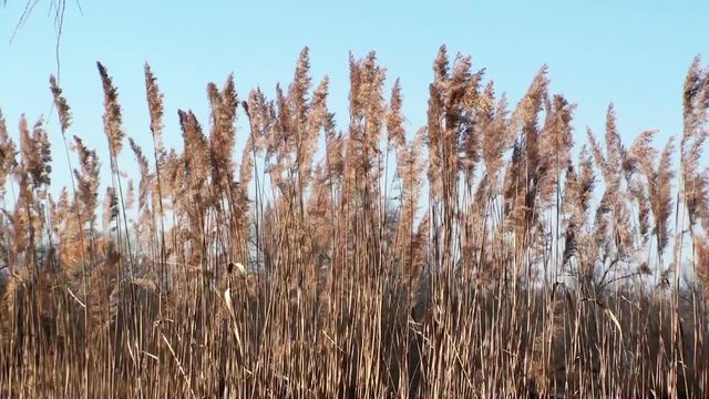 Dry reeds swaying in the wind against a blue sky. HD 1920x1080 video clip