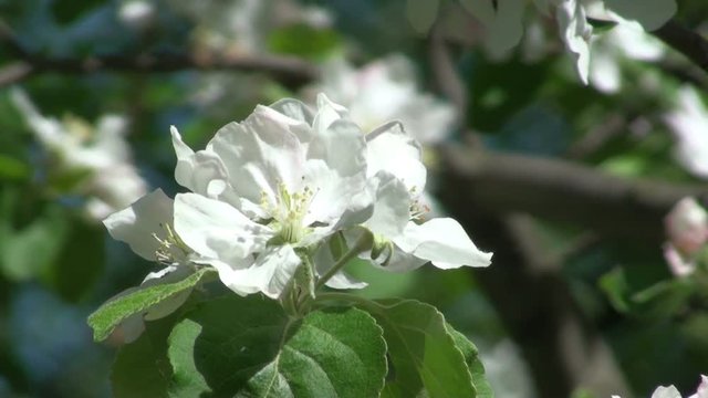 Apple blossom close-up. The general background of a blossoming tree in the garden. HD 1920x1080 video clip
