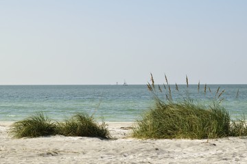 Sea oats and grass on a sand dune on the beach.