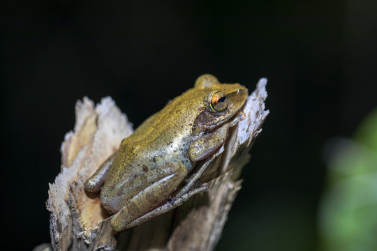 critically endangered frog, Mantidactylus pauliani Madagascar