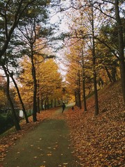 아름다운 가을숲길을 뛰어가는 아이들