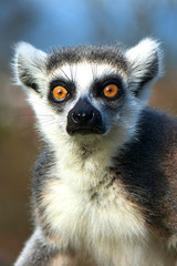 Obraz premium Lemur 01