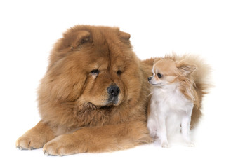 chow chow dog and chihuahua