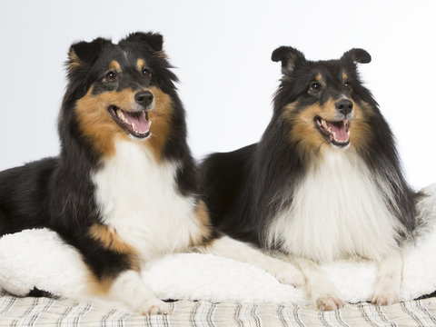 Two shetland sheepdogs in a studio.