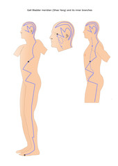 acupuncture: gall bladder meridian (shao yang) and its inner branches