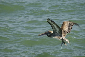 Brown pelican flying over the Gulf of Mexico.