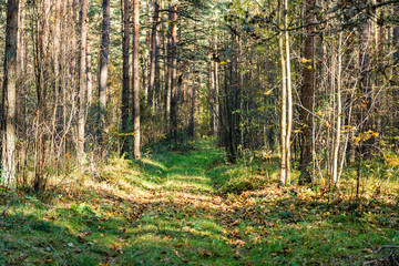 tourist trail in woods