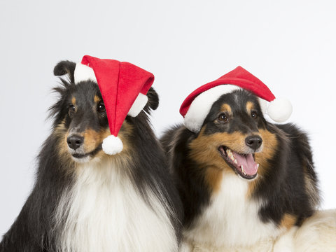 Shetland sheepdogs with Christmas hats. Image taken in a studio.