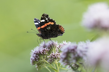 Red Admiral butterfly, Vanessa atalanta, feeding