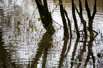 reflections of tree branches in autumn colored water