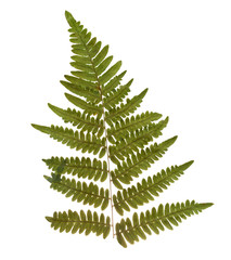 Dried and pressed fern leaf. Herbarium of fern isolated.